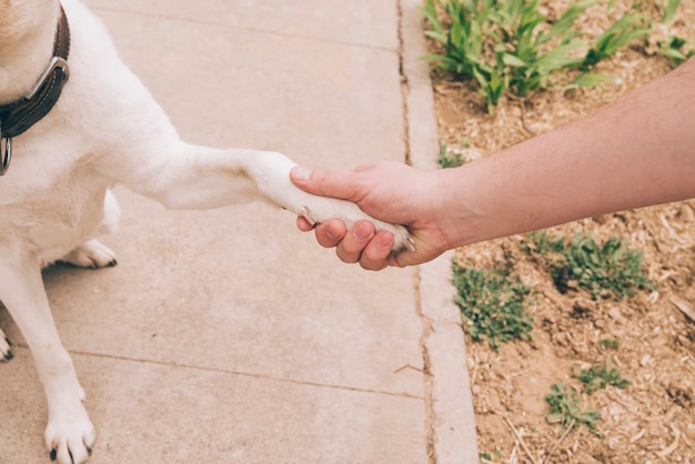 Quais os benefícios de adestrar meu cachorro