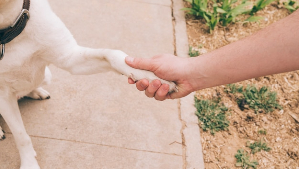 Quais os benefícios de adestrar meu cachorro