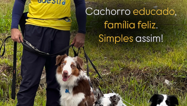 Quanto custa adestrar um cão em Florianópolis?