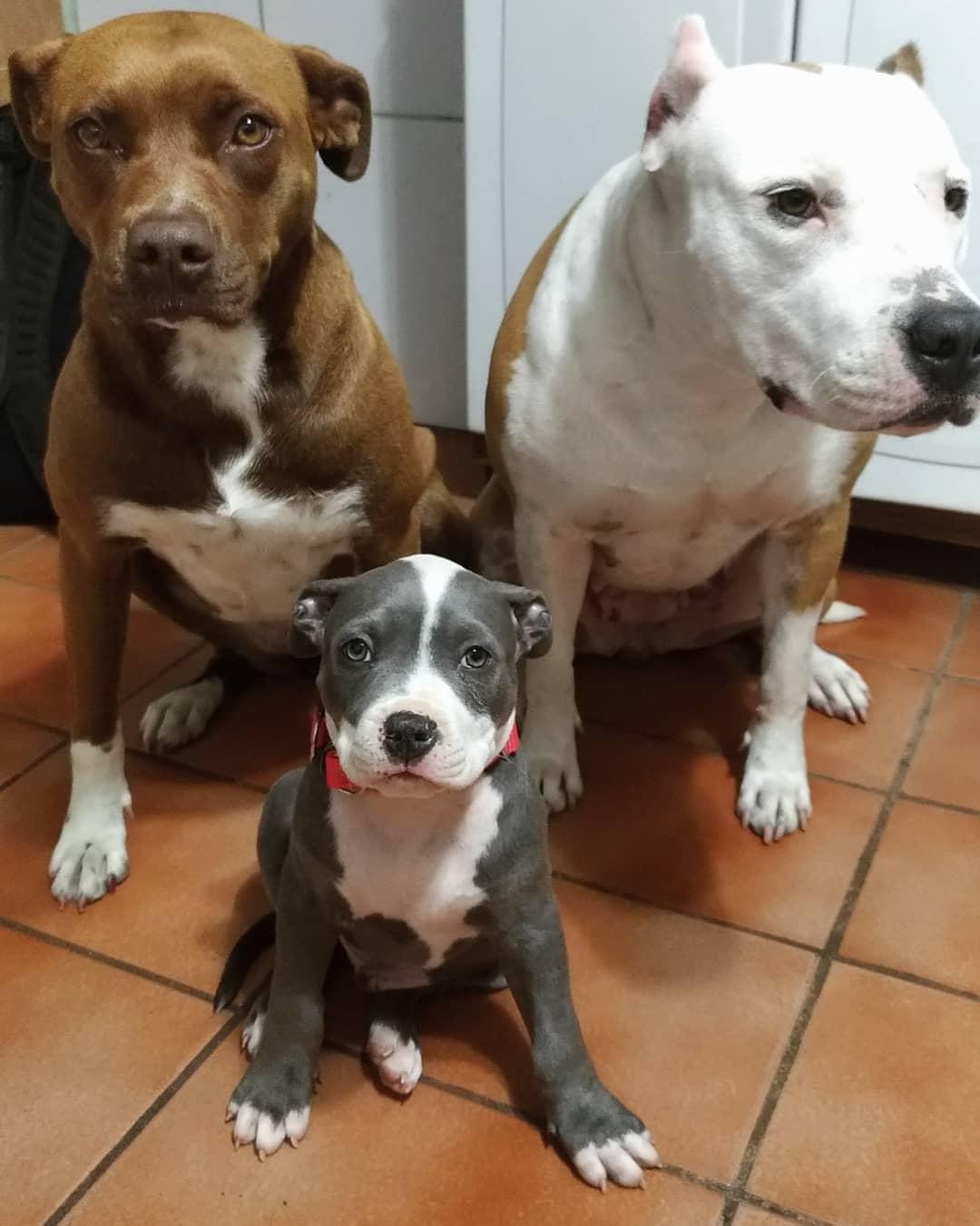 Qual a idade ideal para treinar um cachorro?