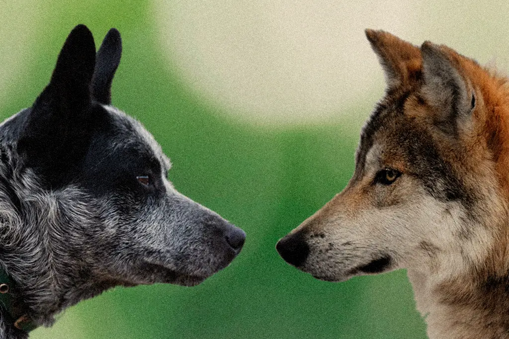 Por que seu cão “te desafia” (e por que isso não tem nada a ver com “dominância”)