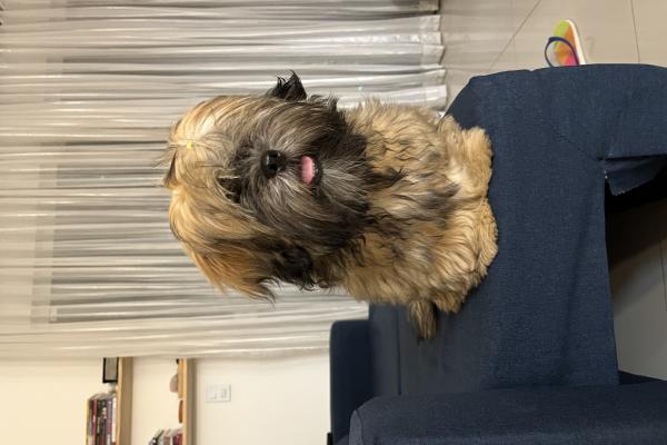 Pudim (Ilhasa Apso)